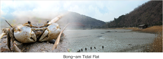 Bong-am Tidal Flat image